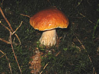Klikni pre zväčšenie